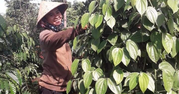 Giá nông sản ngày 29/11/2021: Dự báo giá tiêu đạt mức 100.000 đồng/kg, cà phê trụ vững ở ngưỡng cao