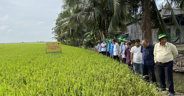 Canh tác lúa thông minh, sử dụng giống chất lượng cao là những biện pháp căn bản để tăng thu nhập khi đất lúa bị thu hẹp