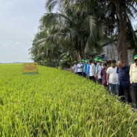 Canh tác lúa thông minh, sử dụng giống chất lượng cao là những biện pháp căn bản để tăng thu nhập khi đất lúa bị thu hẹp