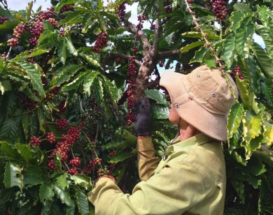 Giá nông sản ngày 18/12/2021: Cà phê quay đầu tăng 300 đồng/kg, tiêu cao nhất 82.000 đồng/kg