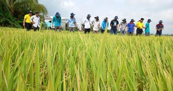 Nông dân săn “lộc” trong mỗi bao phân bón NPK Cà Mau