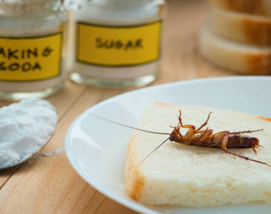 3 cách đuổi côn trùng ra khỏi bếp