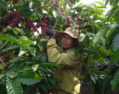 Giá nông sản ngày 23/12/2021: Cà phê tiếp tục tăng 400 đồng/kg, giá tiêu cao nhất trong 4 năm