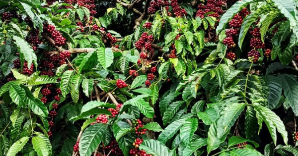 Giá nông sản ngày 24/12/2021: Cà phê tiếp tục tăng, tiêu cao nhất 79.500 đồng/kg