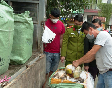 Thừa Thiên Huế: Bắt giữ số lượng lớn lòng bò không rõ nguồn gốc