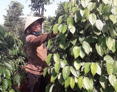 Giá nông sản ngày 30/12/2021: Tiêu không ngừng tăng cao, cà phê phục hồi