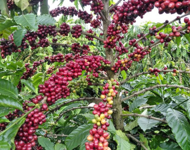 Giá nông sản ngày 31/12/2021: Dự báo giá cà phê và hồ tiêu tiếp tục tăng?