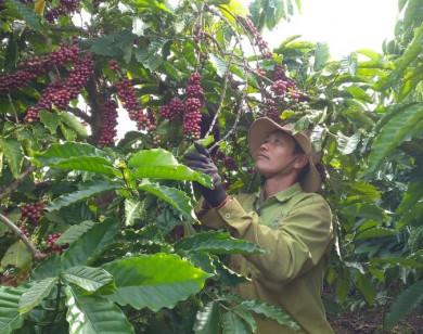 Giá nông sản ngày 1/1/2022: Cà phê giảm nhẹ, tiêu trụ vững ở mức cao