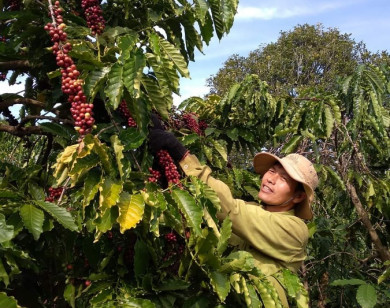 Giá nông sản ngày 8/1/2022: Cà phê đồng loạt tăng, tiêu tiếp tục giảm