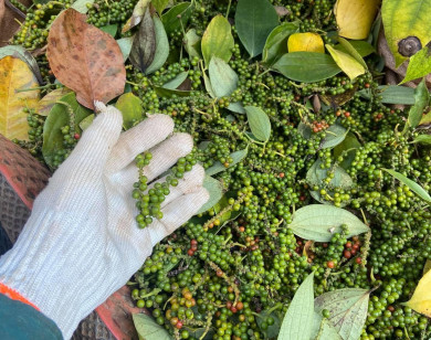 Giá nông sản ngày 10/1/2022: Cà phê và hồ tiêu trụ vững trên ngưỡng cao