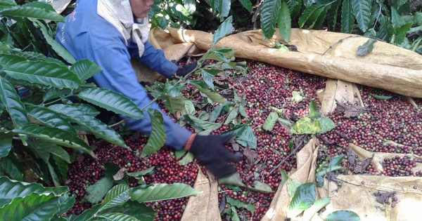 Giá nông sản ngày 11/1/2022: Cà phê và hồ tiêu đồng loạt giảm mạnh