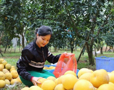 Bưởi, cam Hà Nội giá rẻ vẫn khó tiêu thụ