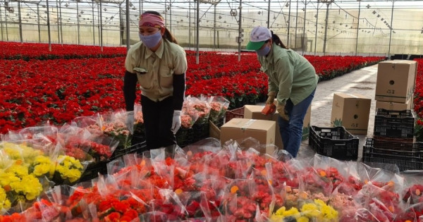 Dalat Hasfarm sẵn sàng cung cấp hơn 11 triệu cành, chậu hoa tươi phục vụ Tết Nhâm Dần