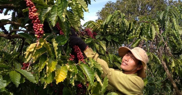 Giá nông sản ngày 24/1/2022: Cà phê trụ vững ở mức cao, tiêu cao nhất 82.000 đồng/kg