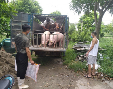 Giá heo hơi ngày 14/3/2022: Người chăn nuôi “bán tháo” vì giá cám tăng cao