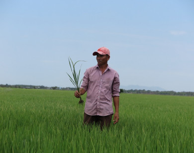 Câu chuyện của người nông dân trồng lúa về Phân bón Cà Mau
