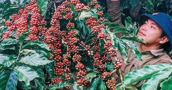 Giá nông sản ngày 26/3/2022: Cà phê đồng loạt tăng, tiêu cao nhất 80.000 đồng/kg