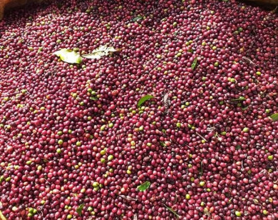 Giá nông sản ngày 8/4/2022: Cà phê và tiêu đồng loạt giảm