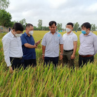 NPK Cà Mau nỗ lực đồng hành cùng người nông dân