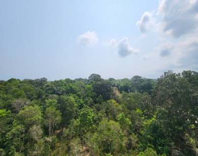 Vườn Quốc gia Phú Quốc nỗ lực bảo vệ thành phố trong rừng