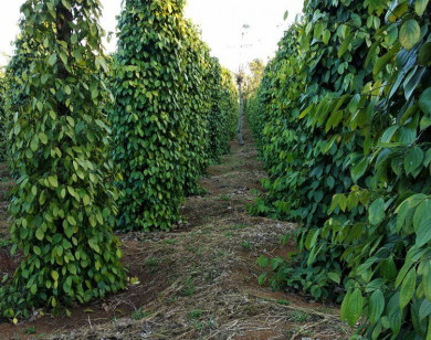 Giá nông sản ngày 15/4/2022: Cà phê đạt 41.000 đồng/kg, tiêu trụ vững ở mức cao