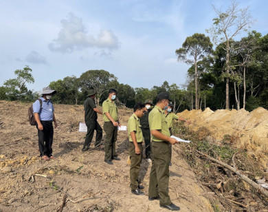 Bắt quả tang vụ chặt phá hơn 5.200m2 rừng Phú Quốc