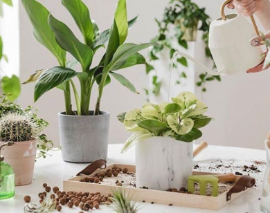 5 cách phục hồi cây xanh cực đơn giản