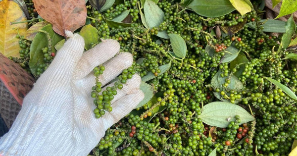 Giá nông sản ngày 27/4/2022: Cà phê và hồ tiêu trụ vững ở mức cao