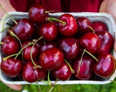 Cách lựa chọn và bảo quản quả cherry