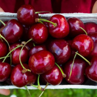 Cách lựa chọn và bảo quản quả cherry