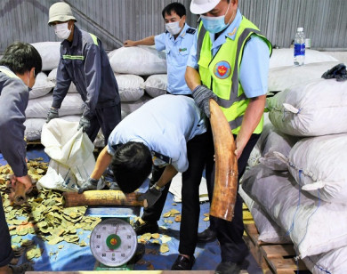 Chưa có đối tượng nào đứng sau các vụ vận chuyển trái phép động vật hoang dã về Việt Nam từ 2018 đến nay bị xử lý