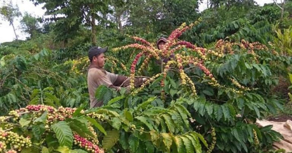 Giá nông sản ngày 12/5/2022: Cà phê tăng mạnh, tiêu đồng loạt giảm 1.000 đồng/kg