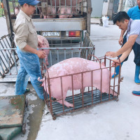 Giá heo hơi ngày 13/5/2022: Heo hơi đạt mức giá cao nhất kể từ đầu năm 2022