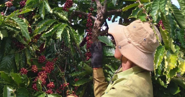 Giá nông sản ngày 15/5/2022: Cà phê và tiêu đồng loạt giảm