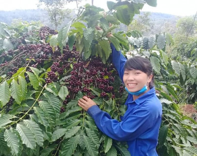 Giá nông sản ngày 20/5/2022: Cà phê tăng trở lại, hồ tiêu chững giá