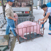 Giá heo hơi ngày 29/5/2022: Cao nhất đạt 60.000 đồng/kg