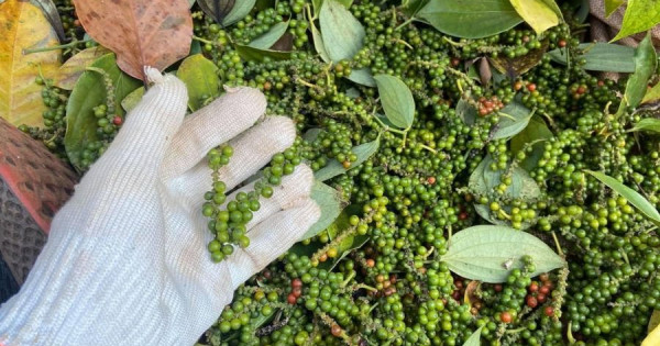 Giá nông sản ngày 4/6/2022: Cà phê trụ vững ở mức cao, tiêu đạt 75.000 đồng/kg