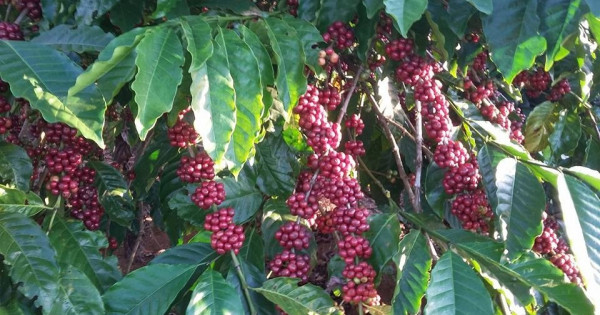 Giá nông sản ngày 7/6/2022: Cà phê giảm nhẹ, tiêu tăng 500 đồng/kg