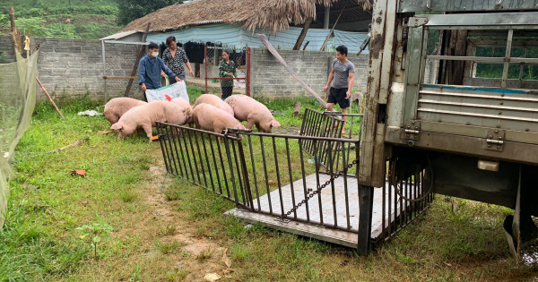 Giá heo hơi ngày 22/6/2022: Bất ngờ tăng mạnh