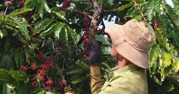 Giá nông sản ngày 28/6/2022: Cà phê đồng loạt tăng, tiêu giảm mạnh