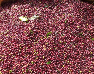 Giá nông sản ngày 30/6/2022: Cà phê quay đầu tăng, tiêu trụ vững ở mức cao