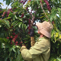 Giá nông sản ngày 7/7/2022: Cà phê đạt 41.800 đồng/kg, dự báo tiêu tăng cao