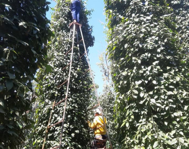 Giá nông sản ngày 13/7/2022: Cà phê giảm 200 đồng/kg, tiêu tiếp tục đi ngang