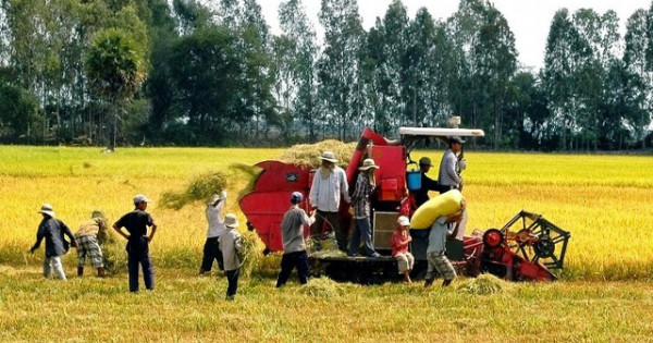 Giá gạo xuất khẩu của Việt Nam tăng mạnh