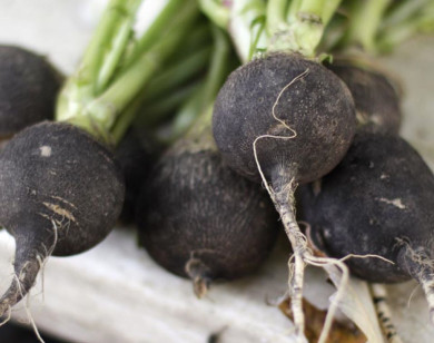 Những tác dụng tuyệt vời của củ cải đen với sức khỏe