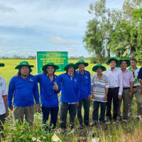 PVFCCo với mô hình sử dụng phân bón tiết kiệm - cân đối - hiệu quả