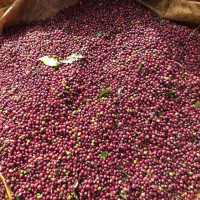 Giá nông sản ngày 1/8/2022: Cà phê và tiêu trụ vững ở mức cao