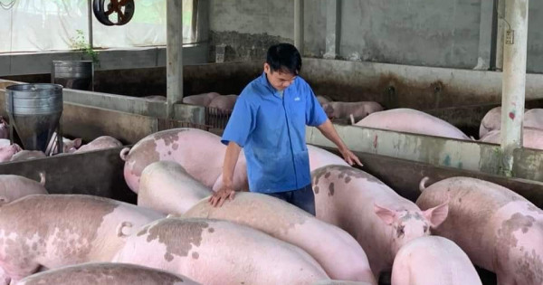 Giá heo hơi ngày 15/8/2022: Chính thức đạt 70.000 đồng/kg