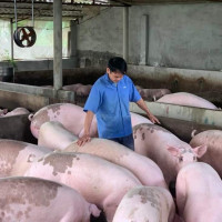 Giá heo hơi ngày 15/8/2022: Chính thức đạt 70.000 đồng/kg