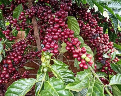 Giá nông sản ngày 16/8/2022: Cà phê tiếp tục tăng, tiêu đạt 72.000 đồng/kg